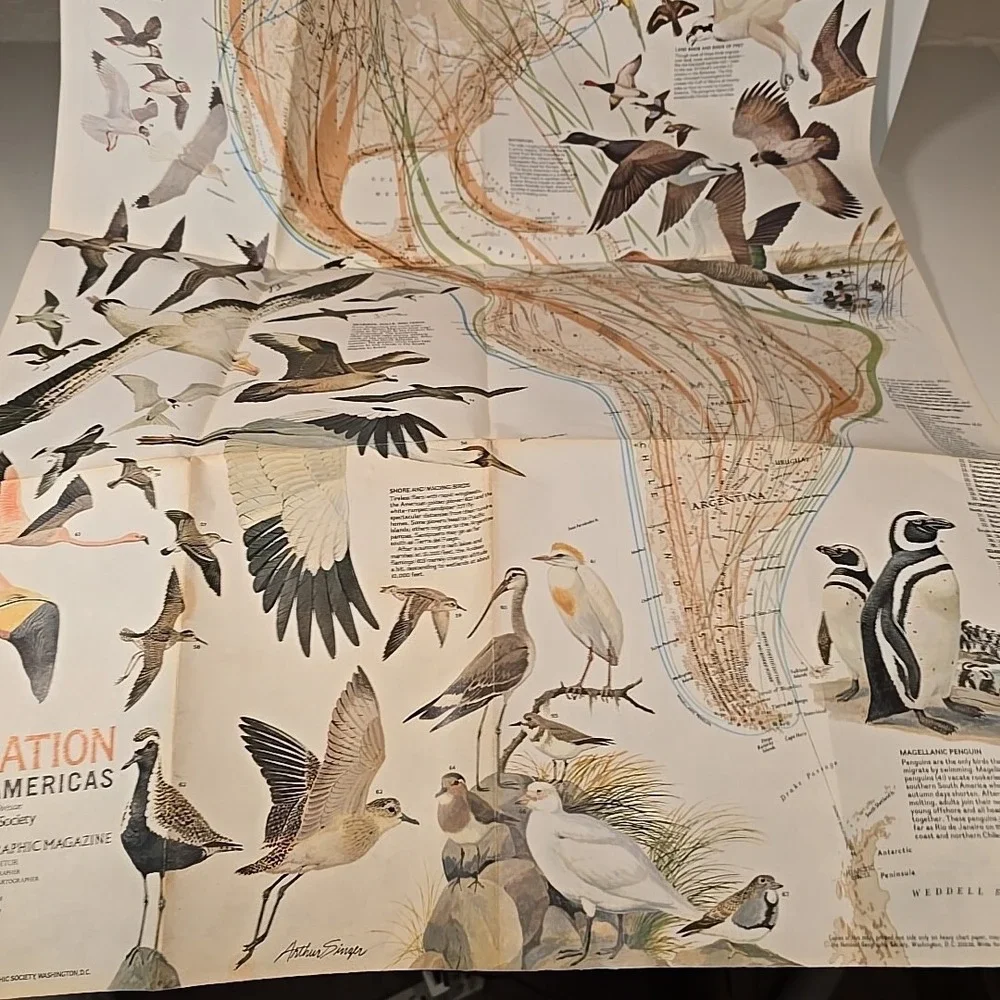 National Geographic Aug 79 Map Bird Migration In The‎ Americas & Whales Of World